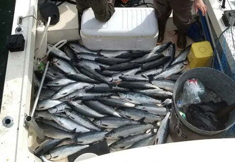 Probably the World's Best Salmon Recipe: Part 1